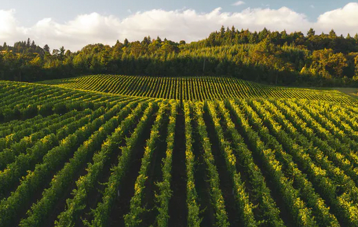 rogue valley vineyard